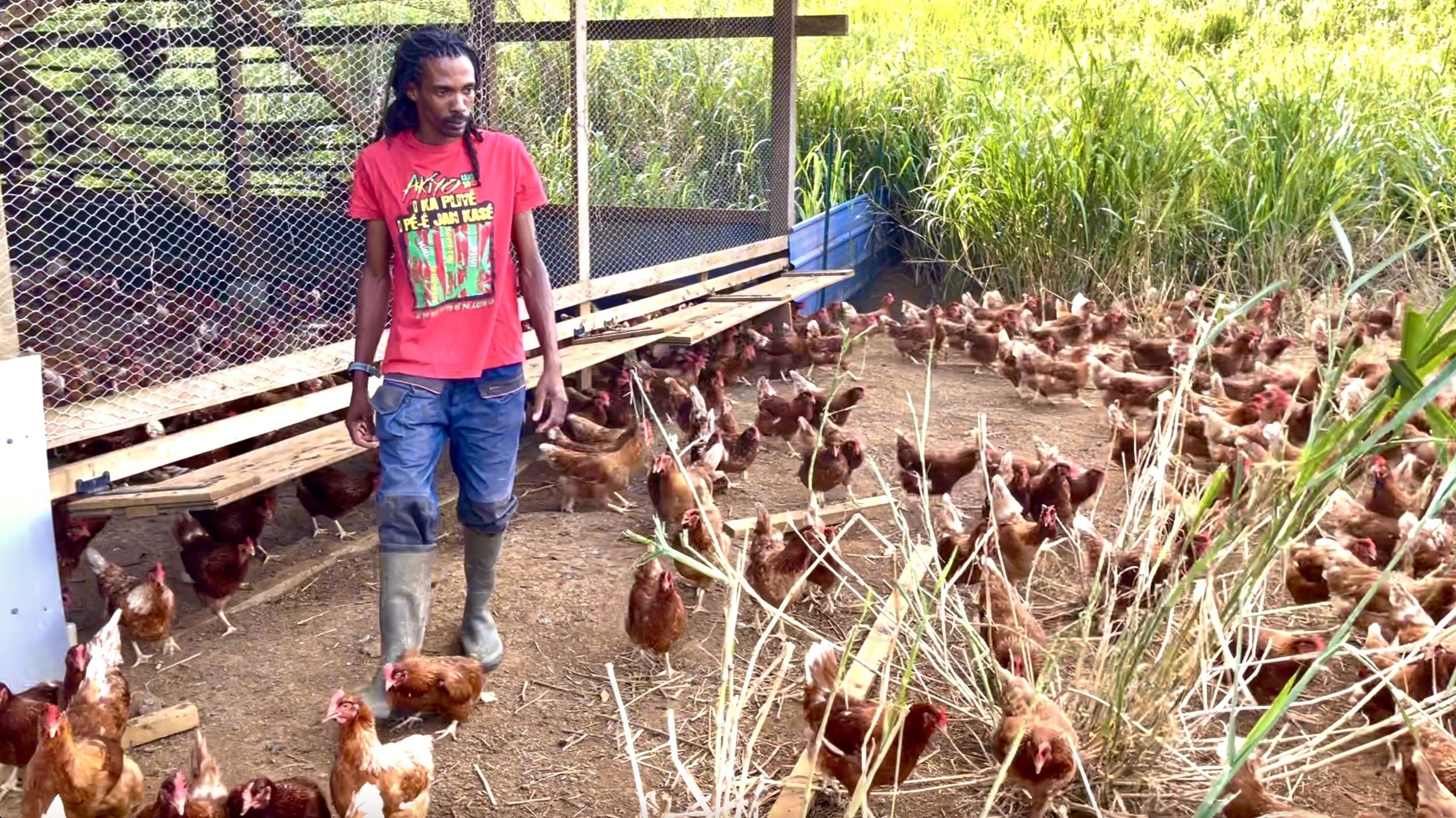Félix Combes, producteurs d'œufs bios à la Guadeloupe
