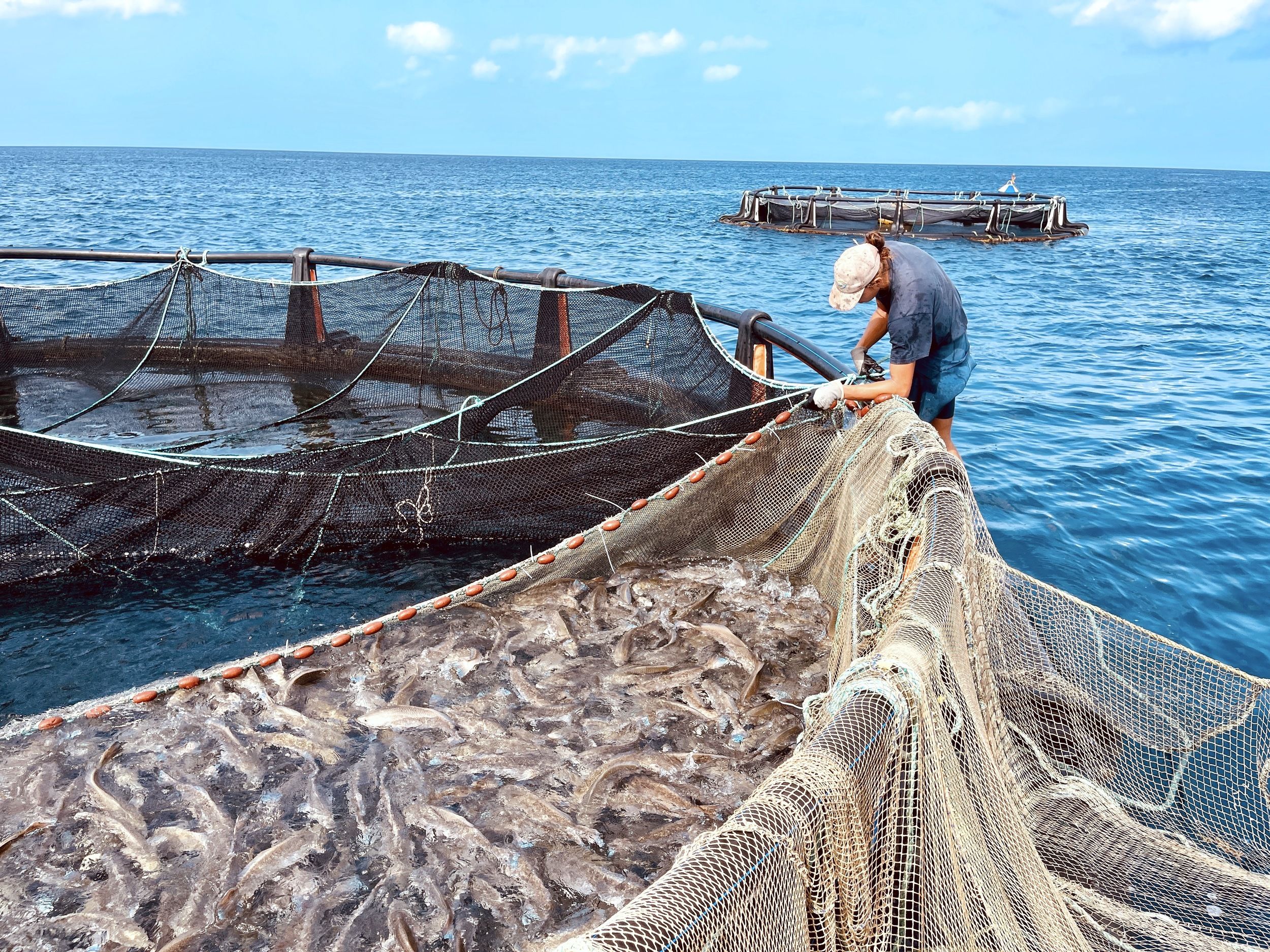 Damien Lapierre, responsable du parc d'aquaculture de loups caraïbes à Pointe-Noire