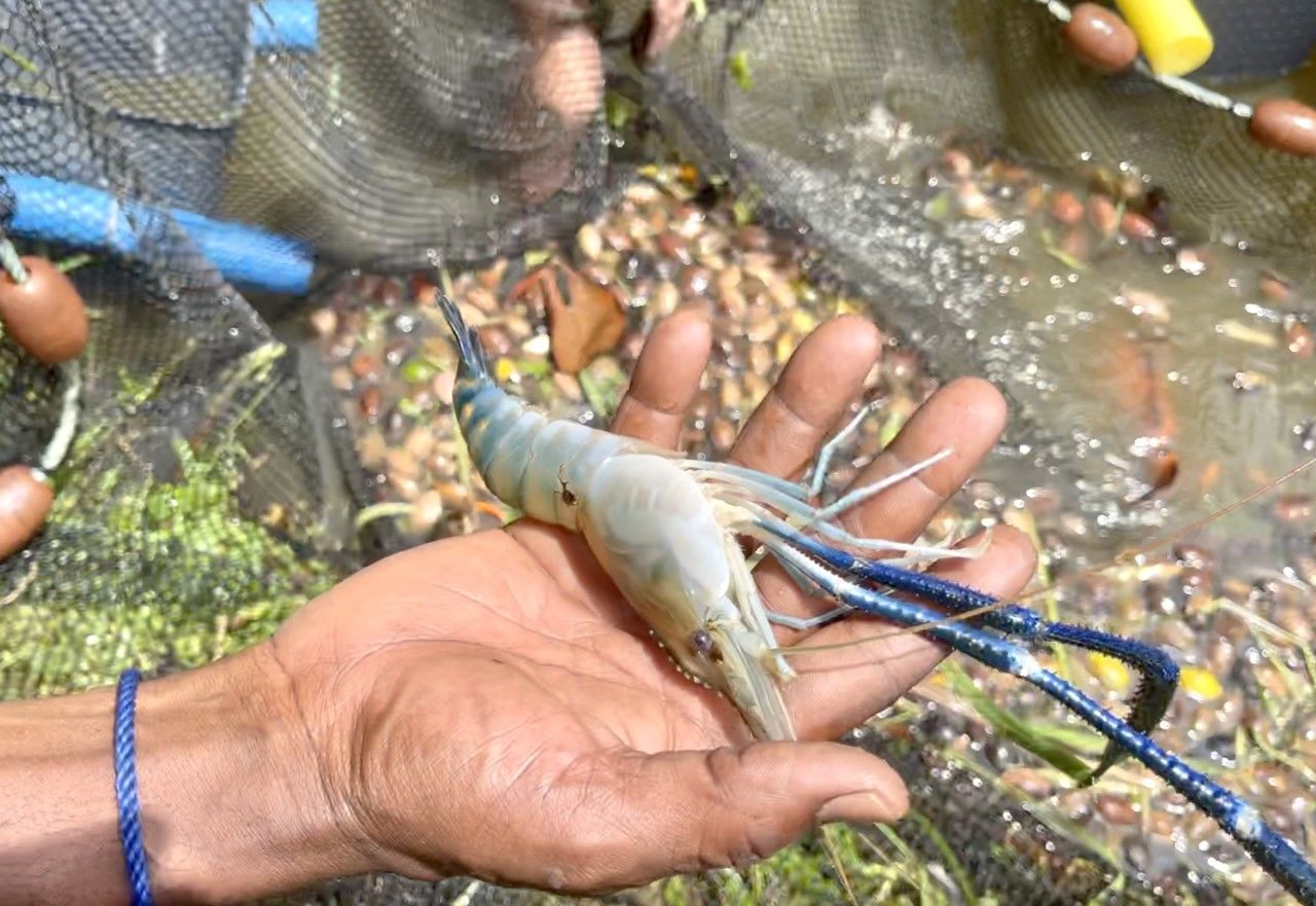 Un ouassous du parc Aquacol